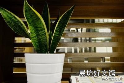 金边虎皮兰叶子弯是怎么回事?