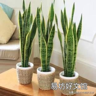 金边虎皮兰叶子弯是怎么回事?