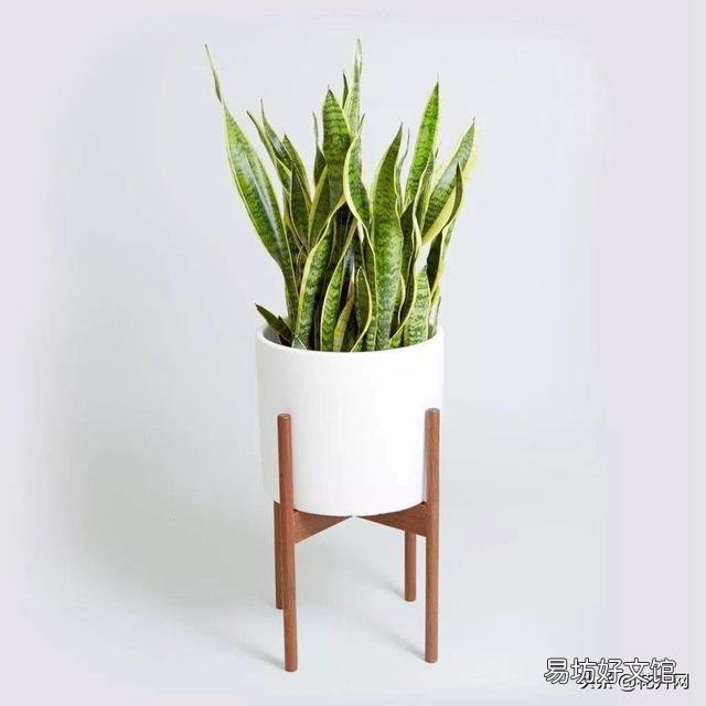 金边虎皮兰叶子弯是怎么回事?