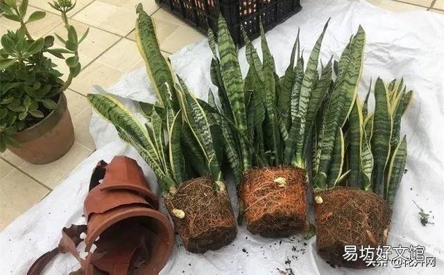 金边虎皮兰叶子弯是怎么回事?