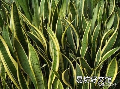 金边虎皮兰叶子弯是怎么回事?