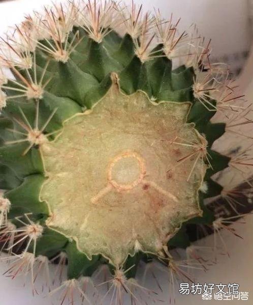 大龙凤仙人掌软腐病怎么治?