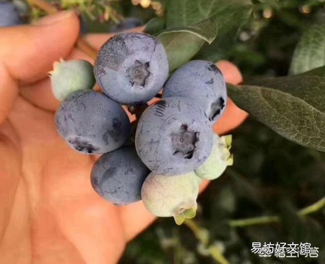养蓝莓如何配土？
