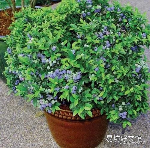 养蓝莓如何配土？