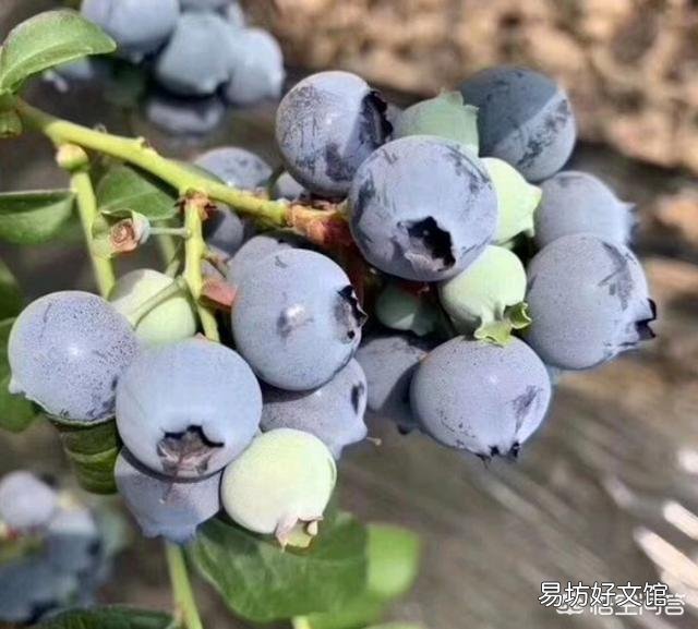 养蓝莓如何配土？