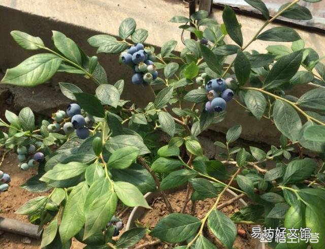养蓝莓如何配土？