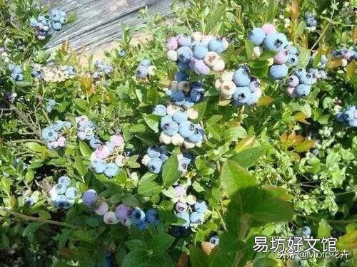 养蓝莓如何配土？