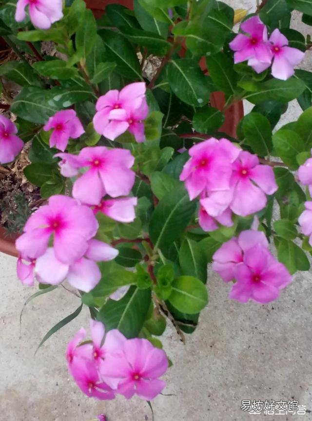 长春花什么季节播种最好呢?