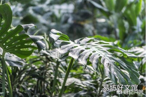 如何让龟背竹四季常青翠绿?