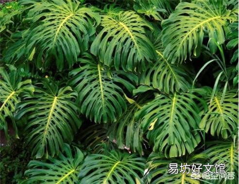 如何让龟背竹四季常青翠绿?