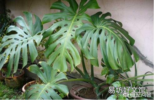 如何让龟背竹四季常青翠绿?
