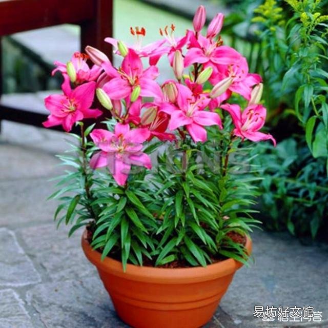 你认为百合花什么季节种植最好?