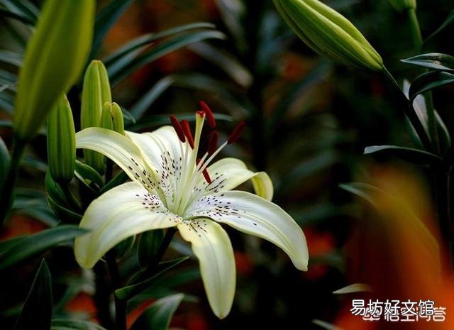 你认为百合花什么季节种植最好?