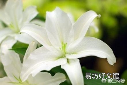 你认为百合花什么季节种植最好?