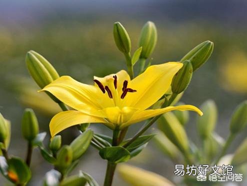 你认为百合花什么季节种植最好?