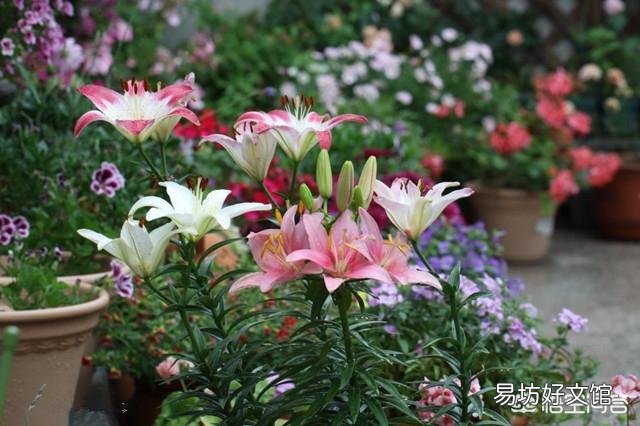 你认为百合花什么季节种植最好?