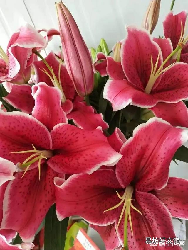 你认为百合花什么季节种植最好?