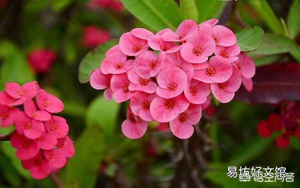 花开不断的虎刺梅什么时候检查的最容易成活？