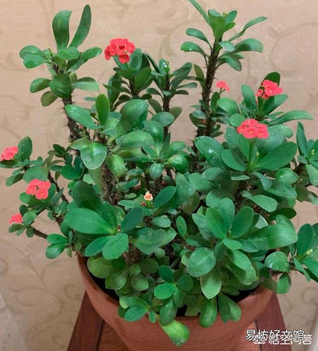 花开不断的虎刺梅什么时候检查的最容易成活？