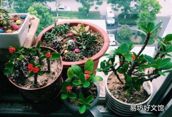 花开不断的虎刺梅什么时候检查的最容易成活？