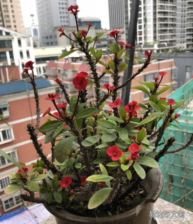 花开不断的虎刺梅什么时候检查的最容易成活？