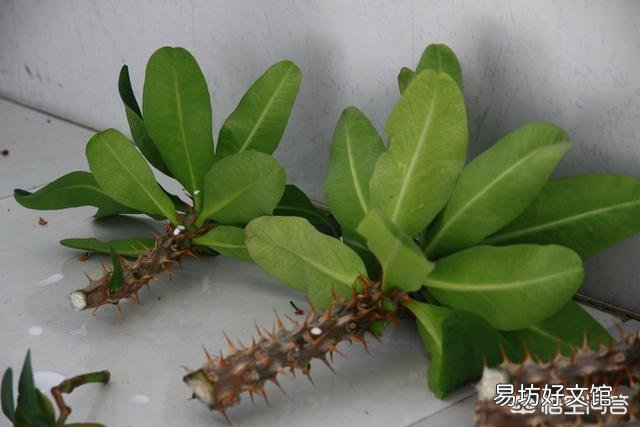 花开不断的虎刺梅什么时候检查的最容易成活？