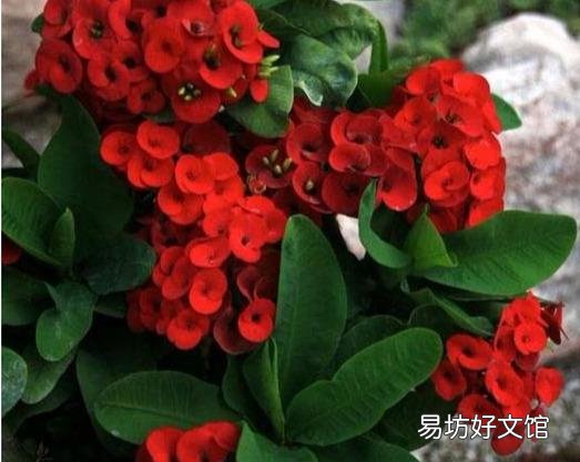 花开不断的虎刺梅什么时候检查的最容易成活？