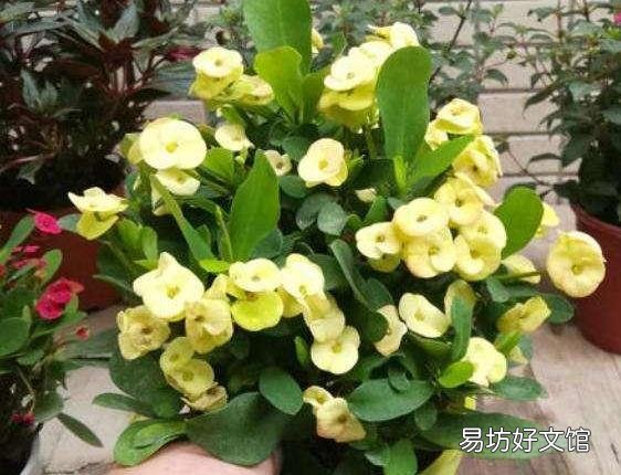 花开不断的虎刺梅什么时候检查的最容易成活？