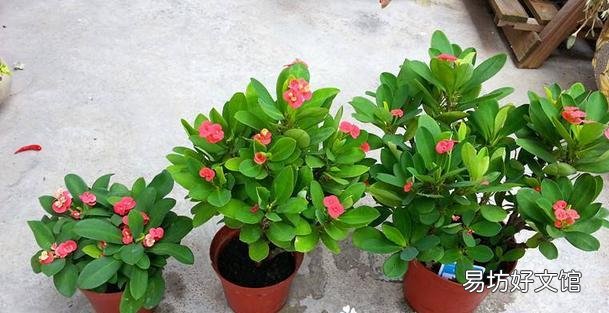 花开不断的虎刺梅什么时候检查的最容易成活？