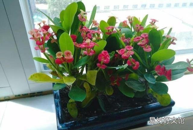 花开不断的虎刺梅什么时候检查的最容易成活？
