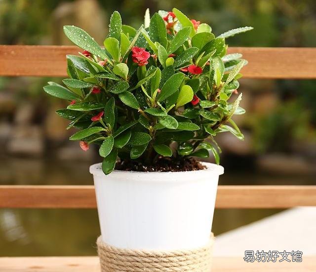 花开不断的虎刺梅什么时候检查的最容易成活？