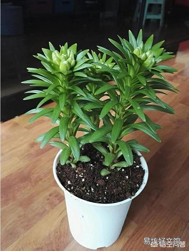 你认为百合花什么季节种植最好?