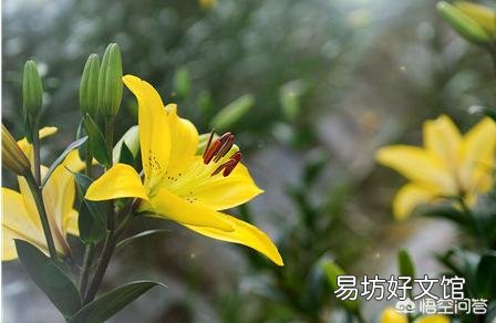 你认为百合花什么季节种植最好?