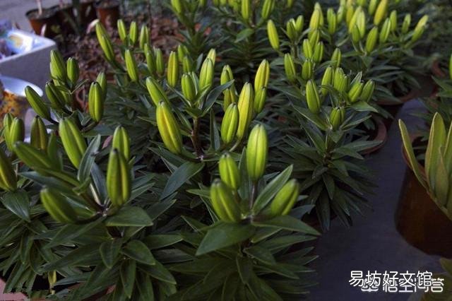 你认为百合花什么季节种植最好?