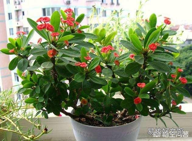花开不断的虎刺梅什么时候检查的最容易成活？
