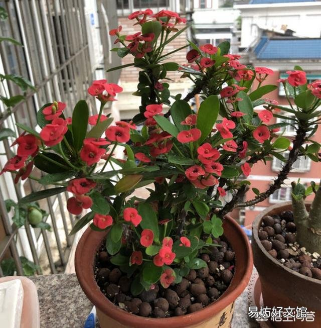花开不断的虎刺梅什么时候检查的最容易成活？