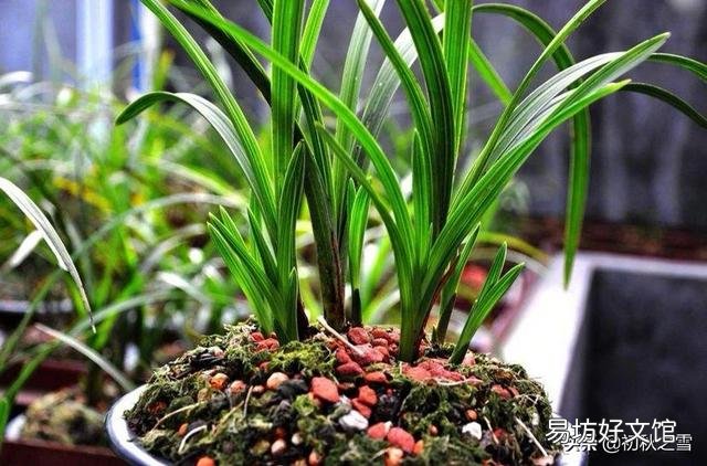 兰花总是不长新根,发出来的小苗也不长,怎么办?