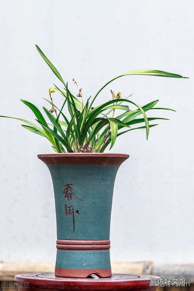 兰花总是不长新根,发出来的小苗也不长,怎么办?