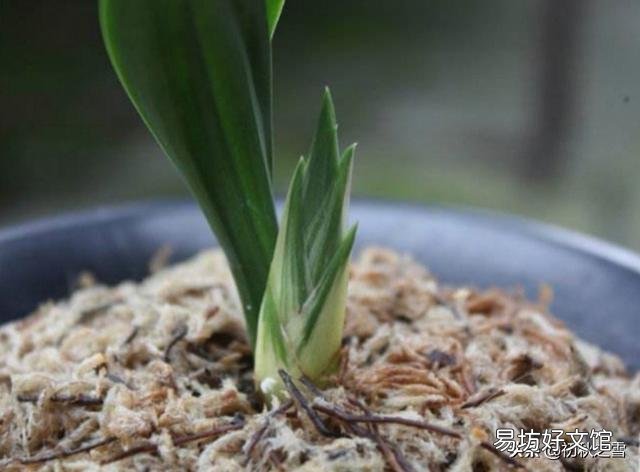 兰花总是不长新根,发出来的小苗也不长,怎么办?