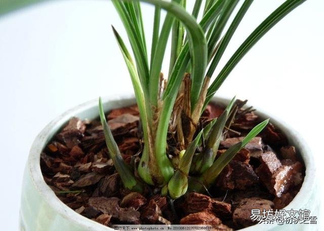 兰花总是不长新根,发出来的小苗也不长,怎么办?