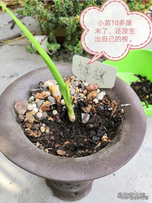 兰花总是不长新根,发出来的小苗也不长,怎么办?