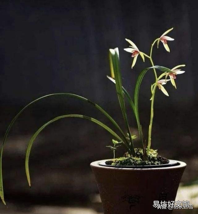 兰花总是不长新根,发出来的小苗也不长,怎么办?
