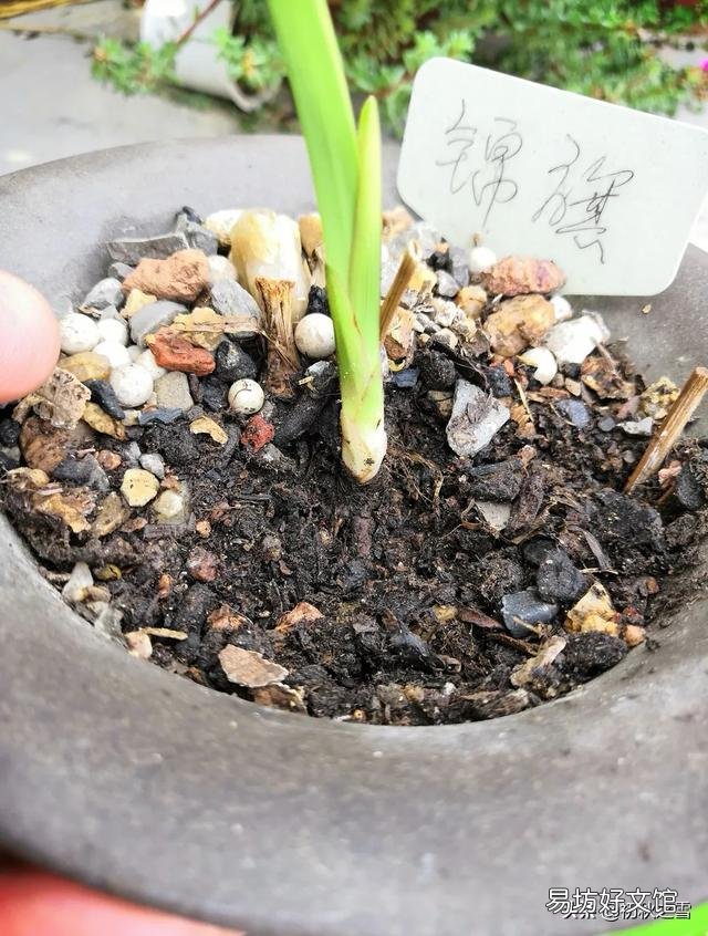 兰花总是不长新根,发出来的小苗也不长,怎么办?