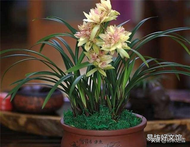 兰花总是不长新根,发出来的小苗也不长,怎么办?