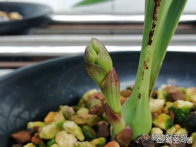 兰花总是不长新根,发出来的小苗也不长,怎么办?