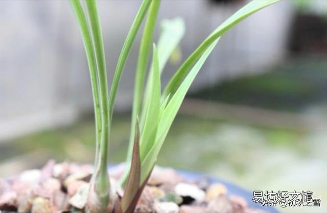 兰花总是不长新根,发出来的小苗也不长,怎么办?
