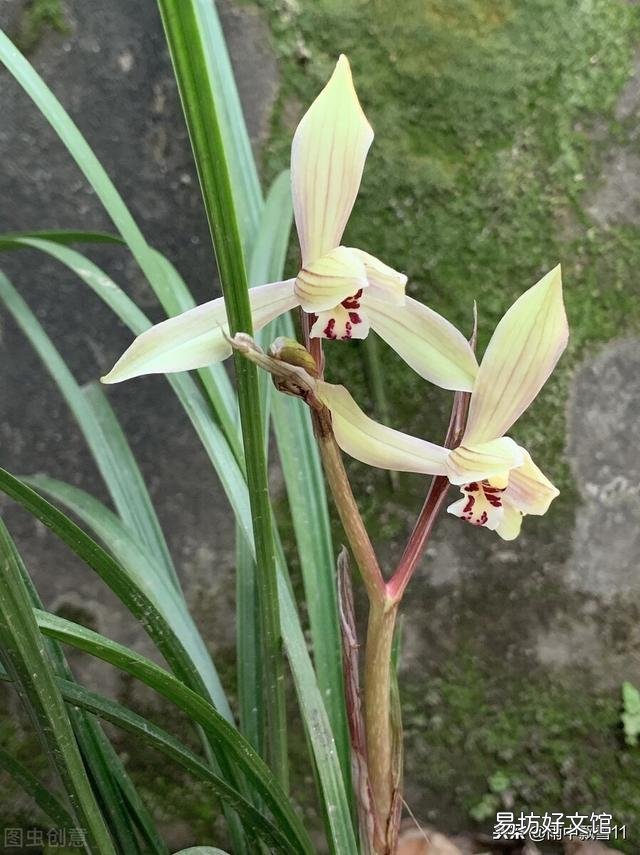 兰花总是不长新根,发出来的小苗也不长,怎么办?