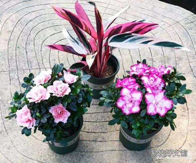 家里养的花,叶子黄了是要死了吗?该怎么办?