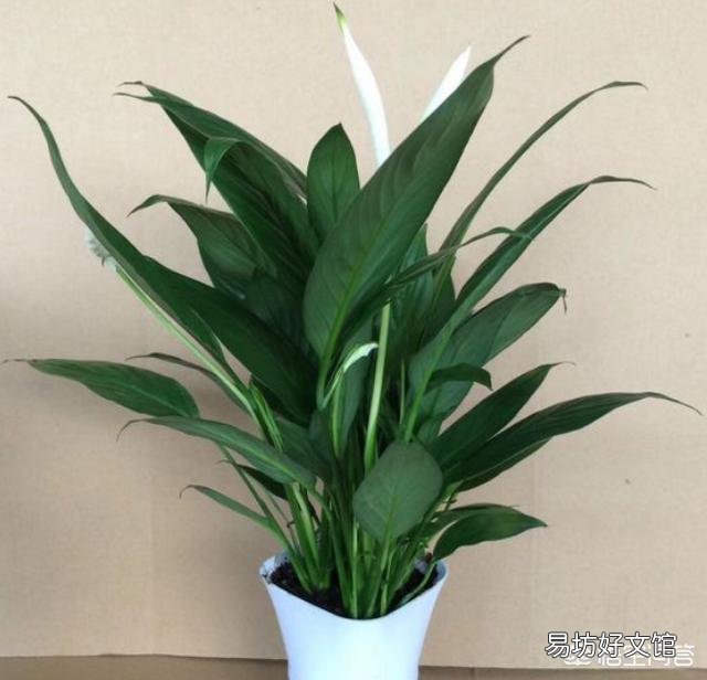 家里养的花,叶子黄了是要死了吗?该怎么办?