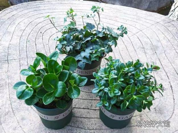 家里养的花,叶子黄了是要死了吗?该怎么办?